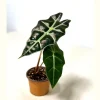 Alocasia Bambino Arrow Live Plant – 2 inch Nursery Pot – Indoor Elephant Ear - Image 1