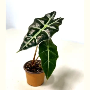 Alocasia Bambino Arrow Live Plant – 2 inch Nursery Pot – Indoor Elephant Ear - Image 1