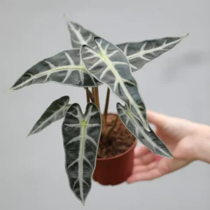 Alocasia Bambino Arrow Live Plant – 4 inch Nursery Pot – Tropical Indoor Houseplant - Image 3