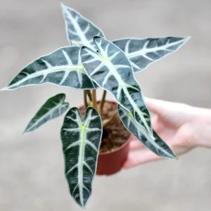 Alocasia Bambino Arrow Live Plant – 4 inch Nursery Pot – Tropical Indoor Houseplant - Image 1