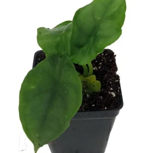 Alocasia 'Dragon Breath' Live African Mask Plant - 2.5