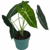 Alocasia Frydek Live Plant - Green Velvet African Mask Houseplant - 6" Pot - Image 1