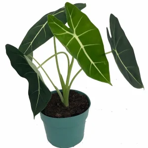 Alocasia Frydek Live Plant - Green Velvet African Mask Houseplant - 6" Pot - Image 1