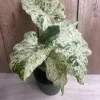 Alocasia Macrorrhiza Camouflage Variegated Live Plant – 6 inch Pot – Indoor - Image 1