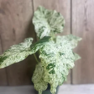 Alocasia Macrorrhiza Camouflage Variegated Live Plant – 6 inch Pot – Indoor - Image 2