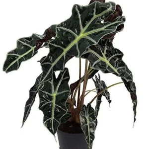 Alocasia Polly Live Plant – African Black Shield – 6 inch Pot – Houseplant - Image 2