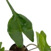 Alocasia Stingray Live Plant – Unique Elephant Ears – 4 inch Pot – Indoor/Outdoor - Image 1