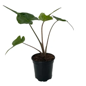 Alocasia Stingray Live Plant – Unique Elephant Ears – 4 inch Pot – Indoor/Outdoor - Image 2