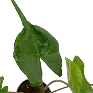 Alocasia Stingray Live Plant – Unique Elephant Ears – 4 inch Pot – Indoor/Outdoor - Image 1