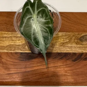 Alocasia Venom Live Plant – Potted Houseplant – Growers Choice - Image 10