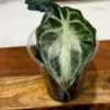 Alocasia Venom Live Plant – Potted Houseplant – Growers Choice - Image 1