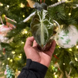 Alocasia Venom Live Plant – Potted Houseplant – Growers Choice - Image 2