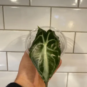 Alocasia Venom Live Plant – Potted Houseplant – Growers Choice - Image 3