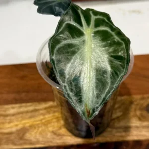 Alocasia Venom Live Plant – Potted Houseplant – Growers Choice - Image 1