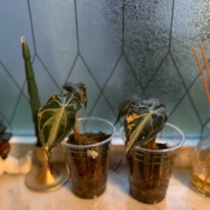 Alocasia Venom Live Plant – Potted Houseplant – Growers Choice - Image 4