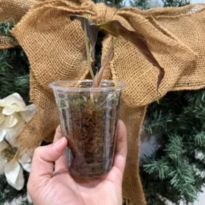 Alocasia Venom Live Plant – Potted Houseplant – Growers Choice - Image 5