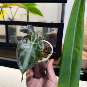 Alocasia Venom Live Plant – Potted Houseplant – Growers Choice - Image 6