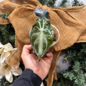 Alocasia Venom Live Plant – Potted Houseplant – Growers Choice - Image 7