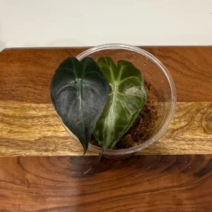 Alocasia Venom Live Plant – Potted Houseplant – Growers Choice - Image 8