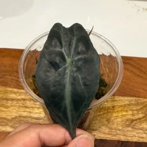 Alocasia Venom Live Plant – Potted Houseplant – Growers Choice - Image 9