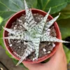 Aloe Blizzard Live Plant – 4 inch Pot – Unique Succulent Houseplant - Image 1