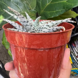 Aloe Blizzard Live Plant – 4 inch Pot – Unique Succulent Houseplant - Image 2