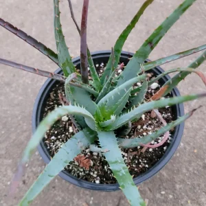 Aloe Blue Elf Succulent Live Plant - Drought Tolerant Houseplant - Image 2