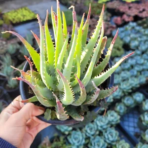 Aloe Blue Elf Succulent Live Plant - Drought Tolerant Houseplant - Image 3