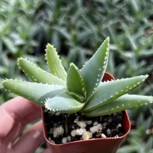 Aloe Brevifolia Live Succulent Plant - Short-leaf Aloe in 2'' Pot - Image 1