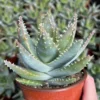 Aloe Brevifolia Live Succulent Plant - Short-leaf Aloe, Crocodile Plant in 4'' Pot - Image 1