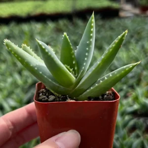 Aloe Brevifolia Live Succulent Plant - Short-leaf Aloe in 2'' Pot - Image 2