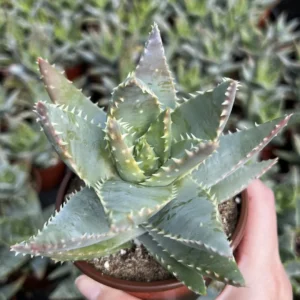 Aloe Brevifolia Live Succulent Plant - Short-leaf Aloe, Crocodile Plant in 4'' Pot - Image 2