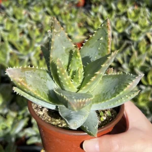 Aloe Brevifolia Live Succulent Plant - Short-leaf Aloe, Crocodile Plant in 4'' Pot - Image 3