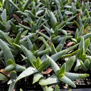 Aloe Brevifolia Live Succulent Plant - Short-leaf Aloe in 2'' Pot - Image 4