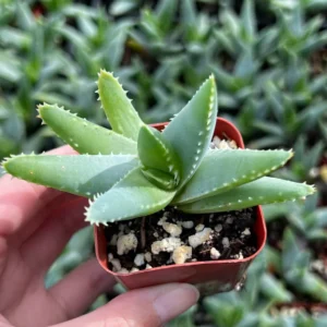 Aloe Brevifolia Live Succulent Plant - Short-leaf Aloe, Crocodile Plant in 4'' Pot - Image 6