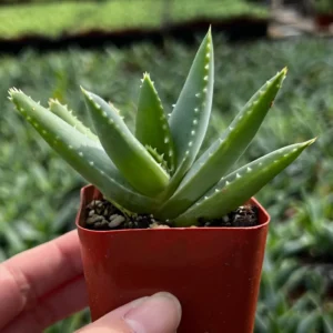 Aloe Brevifolia Live Succulent Plant - Short-leaf Aloe, Crocodile Plant in 4'' Pot - Image 7