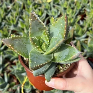 Aloe Brevifolia Live Succulent Plant - Short-leaf Aloe in 2'' Pot - Image 8