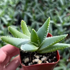 Aloe Brevifolia Live Succulent Plant - Short-leaf Aloe, Crocodile Plant in 4'' Pot - Image 8