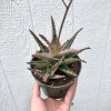 Aloe 'Oik' Succulent Live Plant – 4 inch Potted Hybrid – Indoor/Outdoor - Image 1