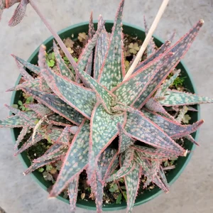 Aloe 'Pink Blush' Succulent Live Plant - Drought Tolerant Houseplant - Image 10