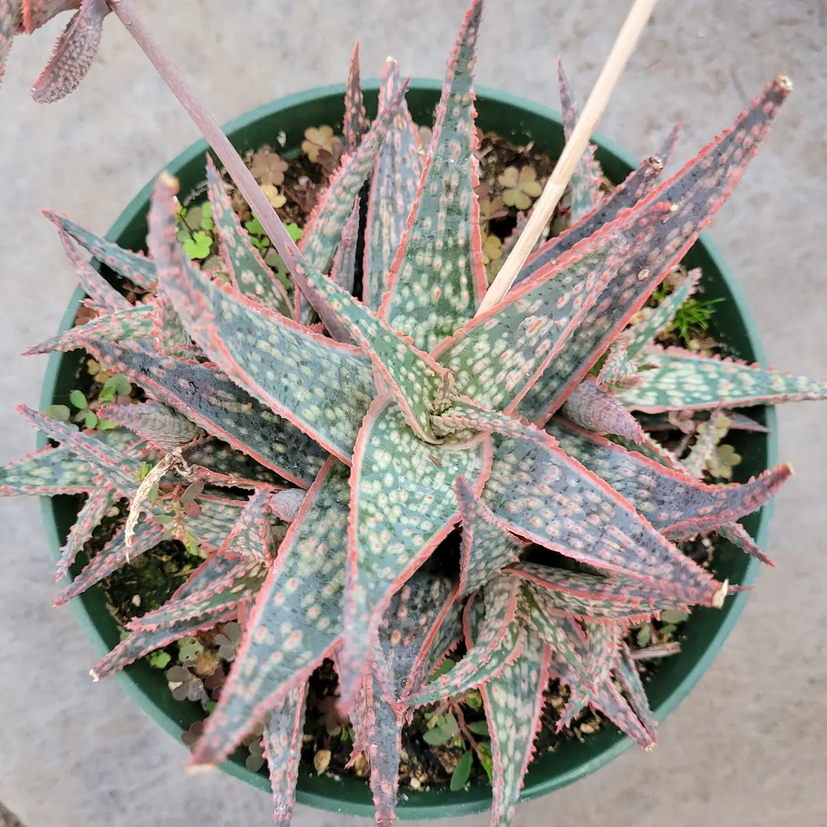 Aloe 'Pink Blush' Succulent Live Plant - Drought Tolerant Houseplant - Image 10