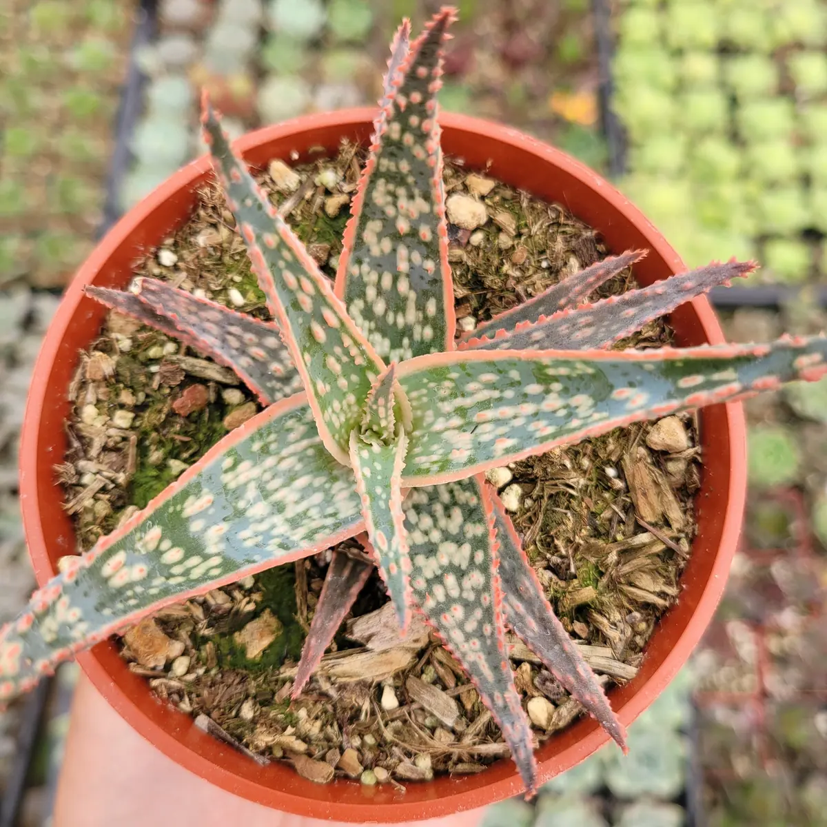 Aloe 'Pink Blush' Succulent Live Plant - Drought Tolerant Houseplant - Image 2
