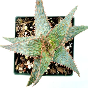 Aloe 'Pink Blush' Succulent Live Plant - Drought Tolerant Houseplant - Image 3