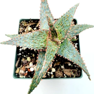 Aloe 'Pink Blush' Succulent Live Plant - Drought Tolerant Houseplant - Image 4