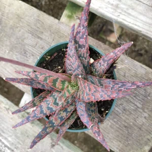 Aloe 'Pink Blush' Succulent Live Plant - Drought Tolerant Houseplant - Image 5