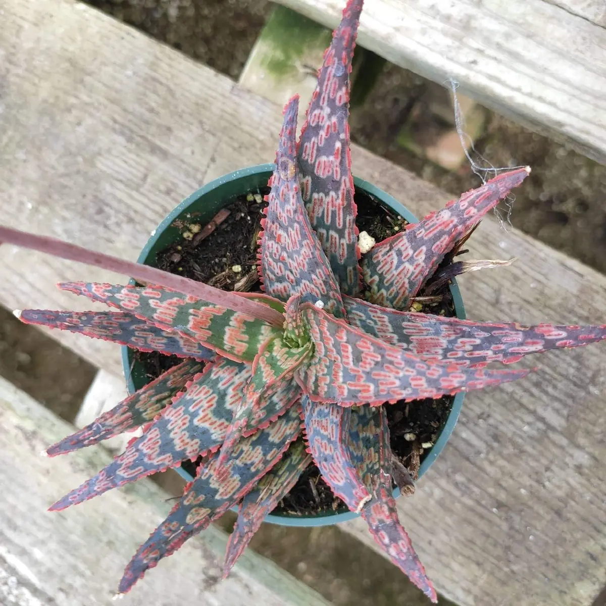 Aloe 'Pink Blush' Succulent Live Plant - Drought Tolerant Houseplant - Image 5