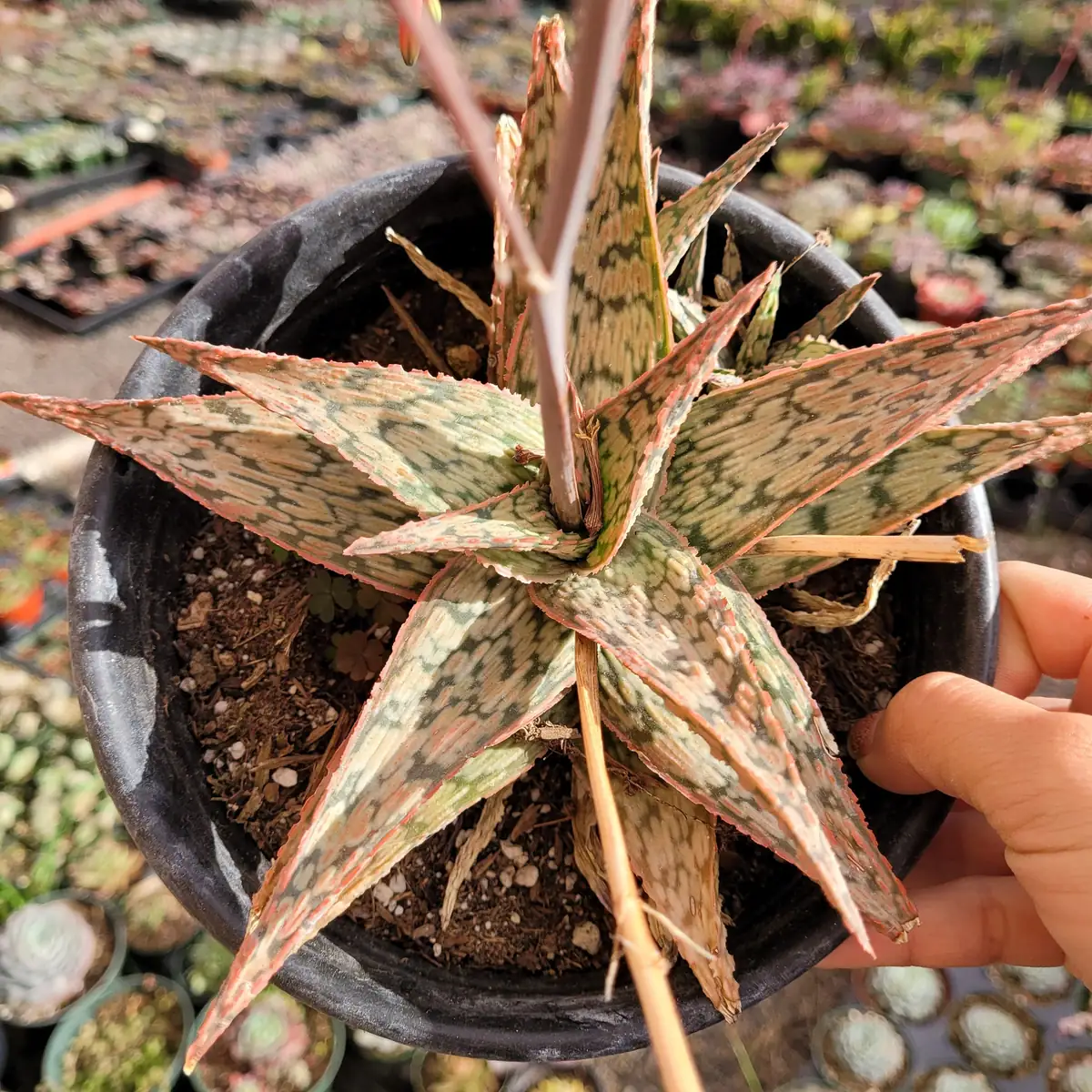 Aloe 'Pink Blush' Succulent Live Plant - Drought Tolerant Houseplant - Image 7