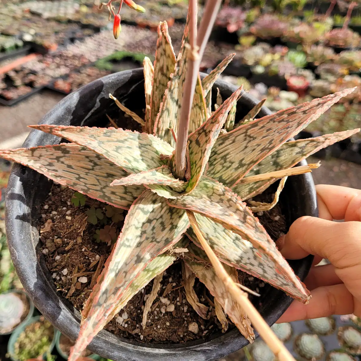 Aloe 'Pink Blush' Succulent Live Plant - Drought Tolerant Houseplant - Image 8
