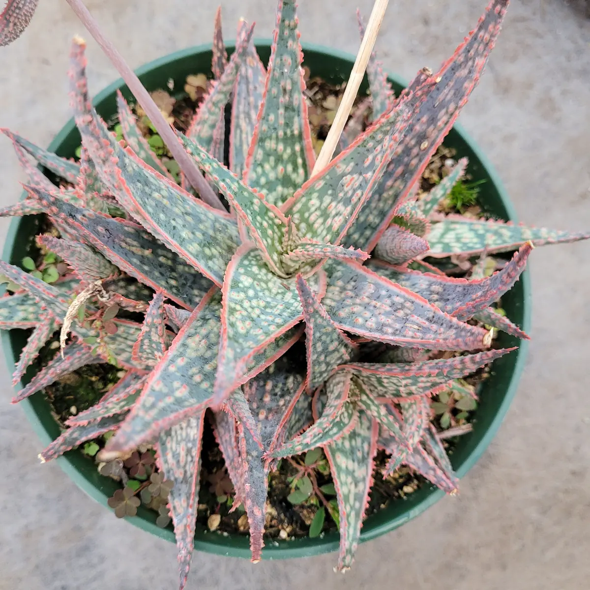 Aloe 'Pink Blush' Succulent Live Plant - Drought Tolerant Houseplant - Image 9