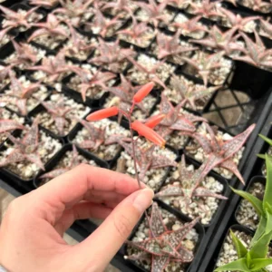 Aloe Purple Haze Live Plant – Rare Succulent – 2.5 inch Pot – Indoor/Outdoor - Image 2